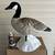 Canada Goose (Lesser) Decoys SX 6 thumbnail
