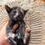 Kitten 2 thumbnail