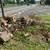 Cut down maple tree 2 thumbnail