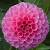 potted dahlias all varieties  2 gallon pots.  planted in february 20 thumbnail