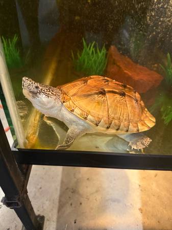 Giant mexican musk turtle 1