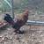 Millie fleur rooster 2 thumbnail