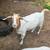 Goats 3 thumbnail