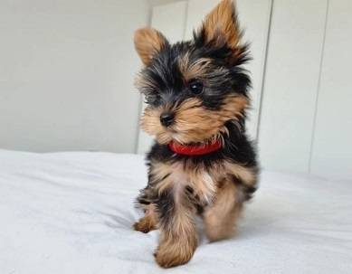 Yorkie for sell (Jonesboro)63739476492163120