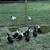 Magpie ducks 2 thumbnail