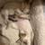 Kitty 2 thumbnail