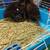 Ducklings 3 thumbnail