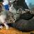 Kittens looking for a home! 1 thumbnail