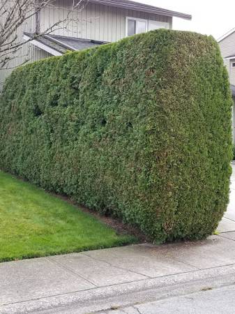 ***Yard Clean up, BlackBerry bushes removal, Tree trimming 1