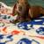 Mini Dachshunds 4 thumbnail