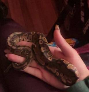 normal ball python 1