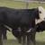 Black Whiteface Replacement Heifers 6 thumbnail