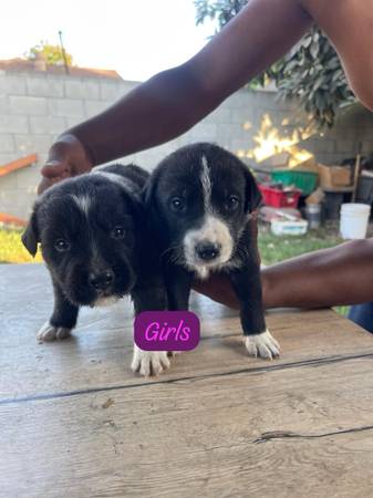 Rehoming puppies (Norwalk)63893600786178122