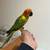 sun conure 1 thumbnail