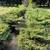 Bird nest spruse 5 thumbnail