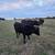 Black Angus Steer 2 thumbnail