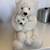 NEW WITH TAGS - MAMA POLAR BEAR W/ Detachable Baby 1 thumbnail