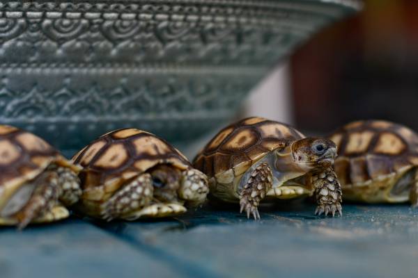 ? Baby Sulcata Tortoises turtle - $80 (Manteca) (dublin / pleasanton / livermore)63836592495489122
