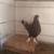 Roller pigeons 1 thumbnail