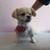 Dog Grooming (Pooch Bar) 13 thumbnail