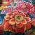 Bright Colored Flower Print Bedspread and Pillow Shams 1 thumbnail
