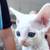 baby cat 1 thumbnail