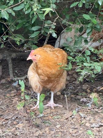 Polluelos. Buff Orpington. Pura sangre - $263440290850817121