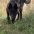 Belgian Malinois 8 thumbnail