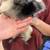 Guinea pig 3 thumbnail