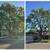 Tree service 5 thumbnail