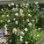 Fine Gardening 🌹🌹🌹 8 thumbnail