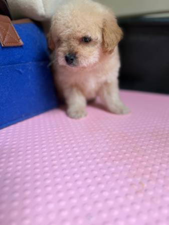 Cachorros de poodle miniatura63882831266947120