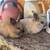 Bunnies 7 thumbnail