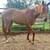 Thoroughbred Filly 1 thumbnail