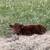 scottish highland and mix cattle 9 thumbnail