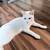 Lovely Kittens!! 3 thumbnail