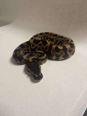 Leopard YB / Leopard Spider YB Ball Python (Chesapeake)63882942647553121