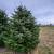 Christmas Trees Direct from Farm 5 thumbnail