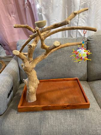 Bird cages/Trees (Lorain ohio)63686622718593120