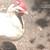 Laying Hens & Chicks 4 thumbnail