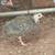 Poultry 4 thumbnail