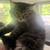 Kitten, Kitty, Cat 4 thumbnail
