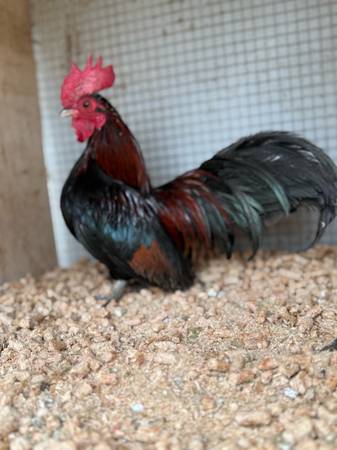 gallito azteca minifenix 1