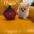 Teacup size Pom for Sale 1 thumbnail