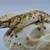 High quality crested geckos 1 thumbnail