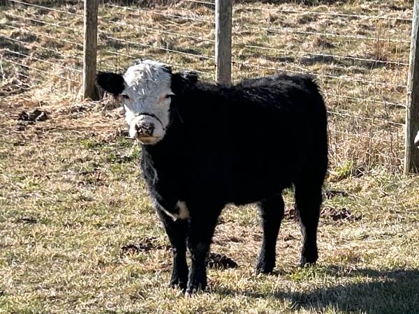 🐮 𝐅𝐎𝐑 𝐒𝐀𝐋𝐄 – 𝐌𝐢𝐧𝐢 𝐇𝐞𝐢𝐟𝐞𝐫 1