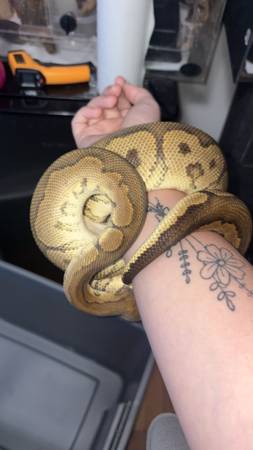 Female Ball python 1