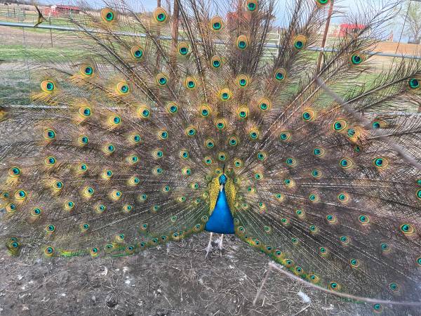 Peacock
