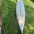 15 ft Grumman Canoe with 2.1 hp electric motor & mount 8 thumbnail