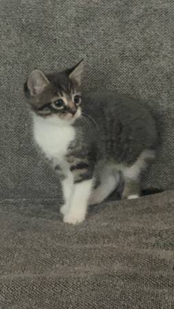 Kittens (Kent)63862434704513124